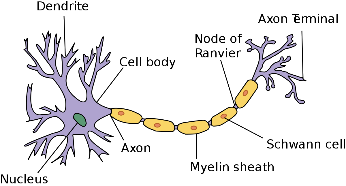 The anatomy of a neuron in the brain